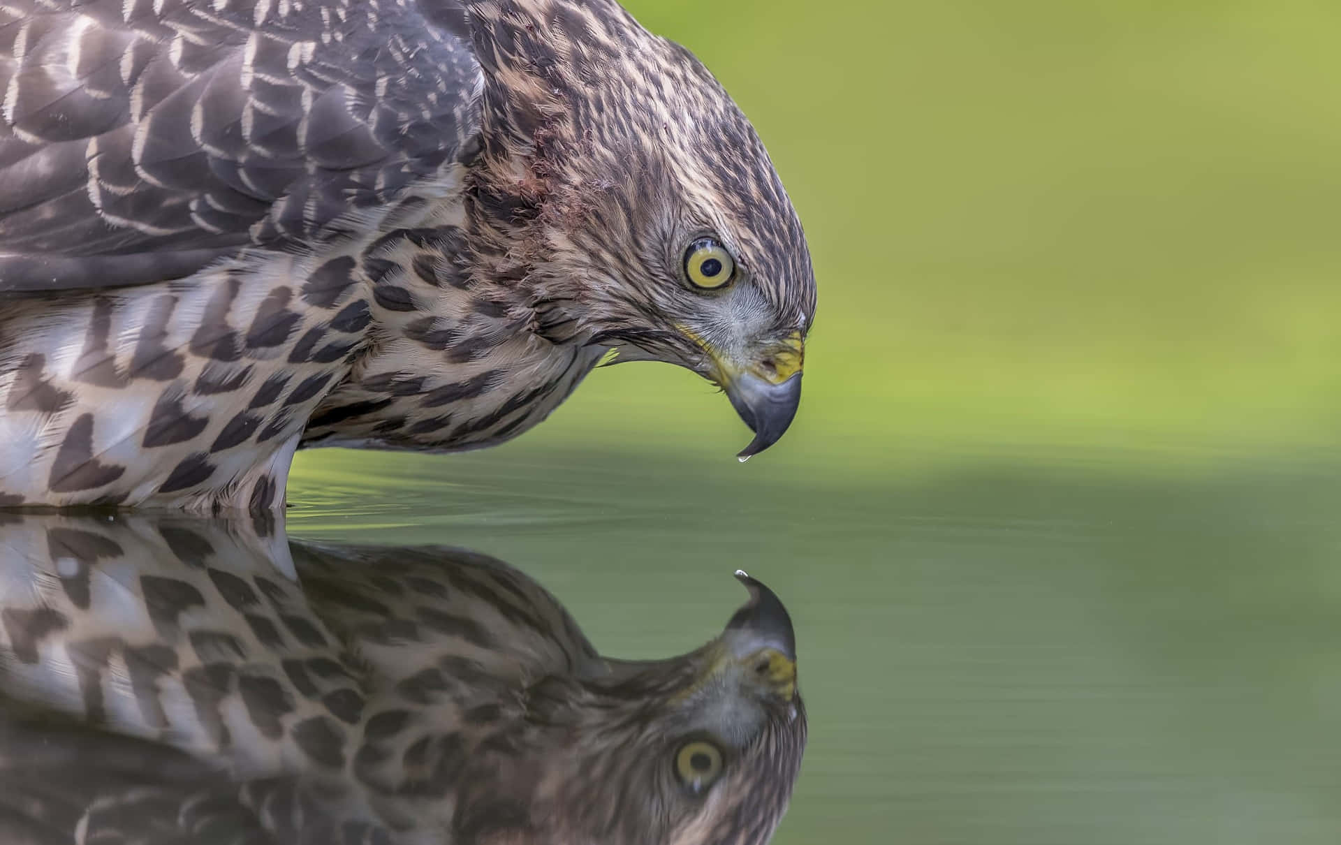 Goshawk Heijastus Vedessä.jpg Taustakuva