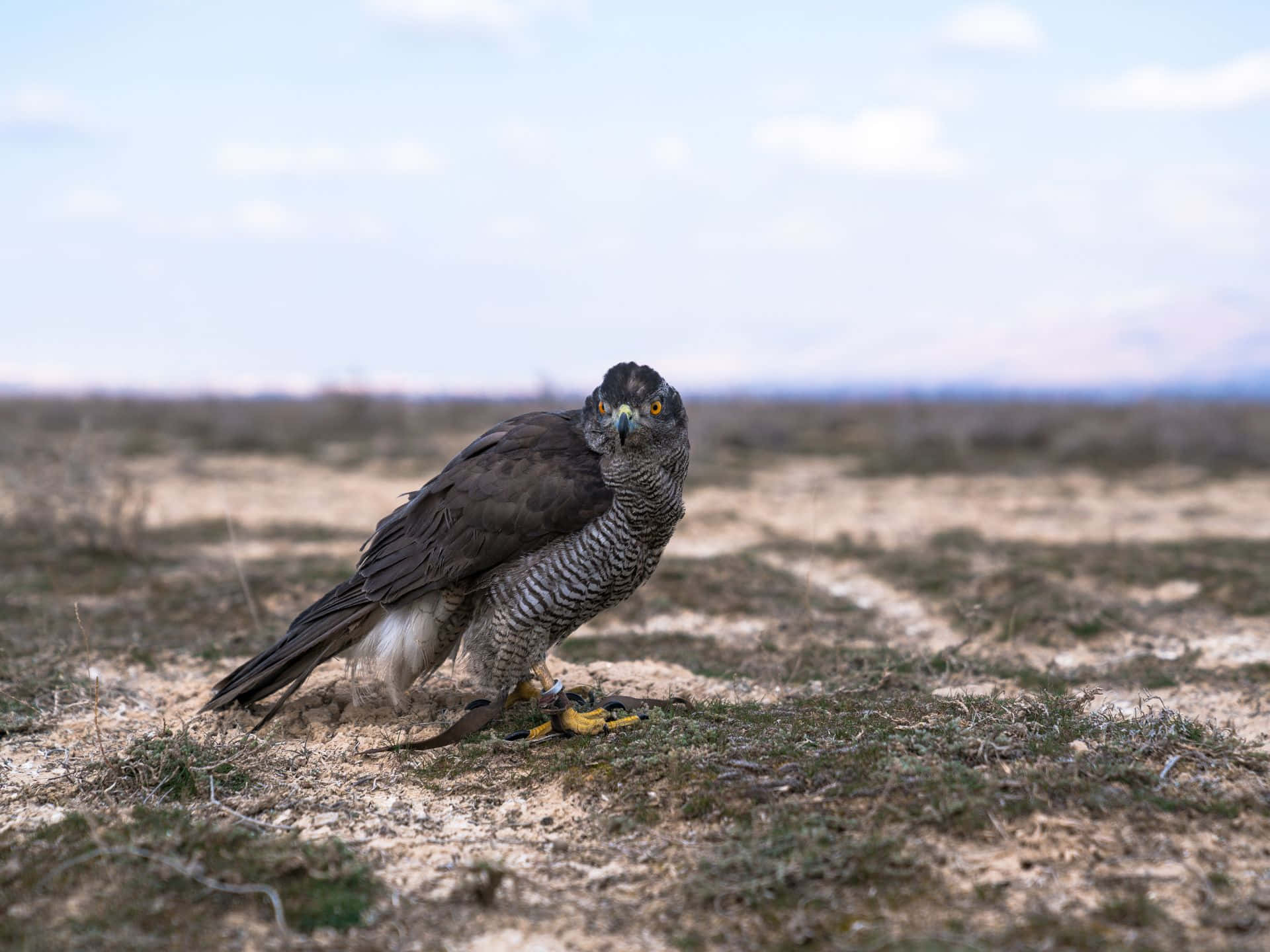 Goshawk Staand Op De Grond Achtergrond