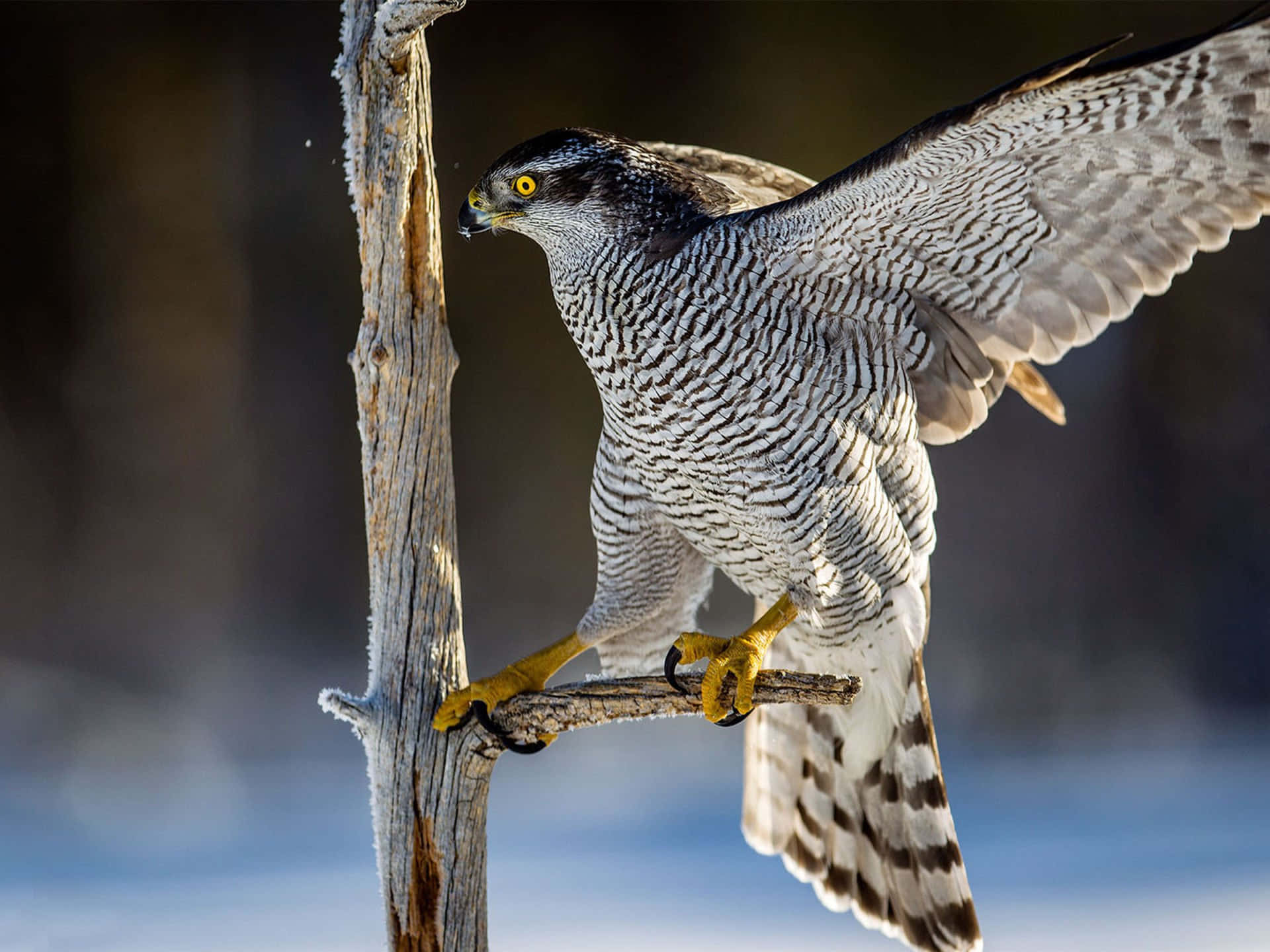 Goshawkin Flight Wallpaper