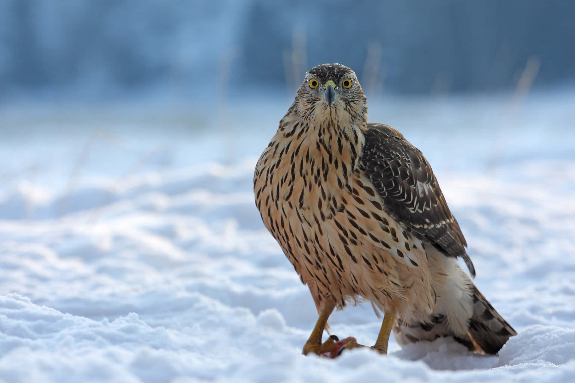 Goshawkin Snow Wallpaper