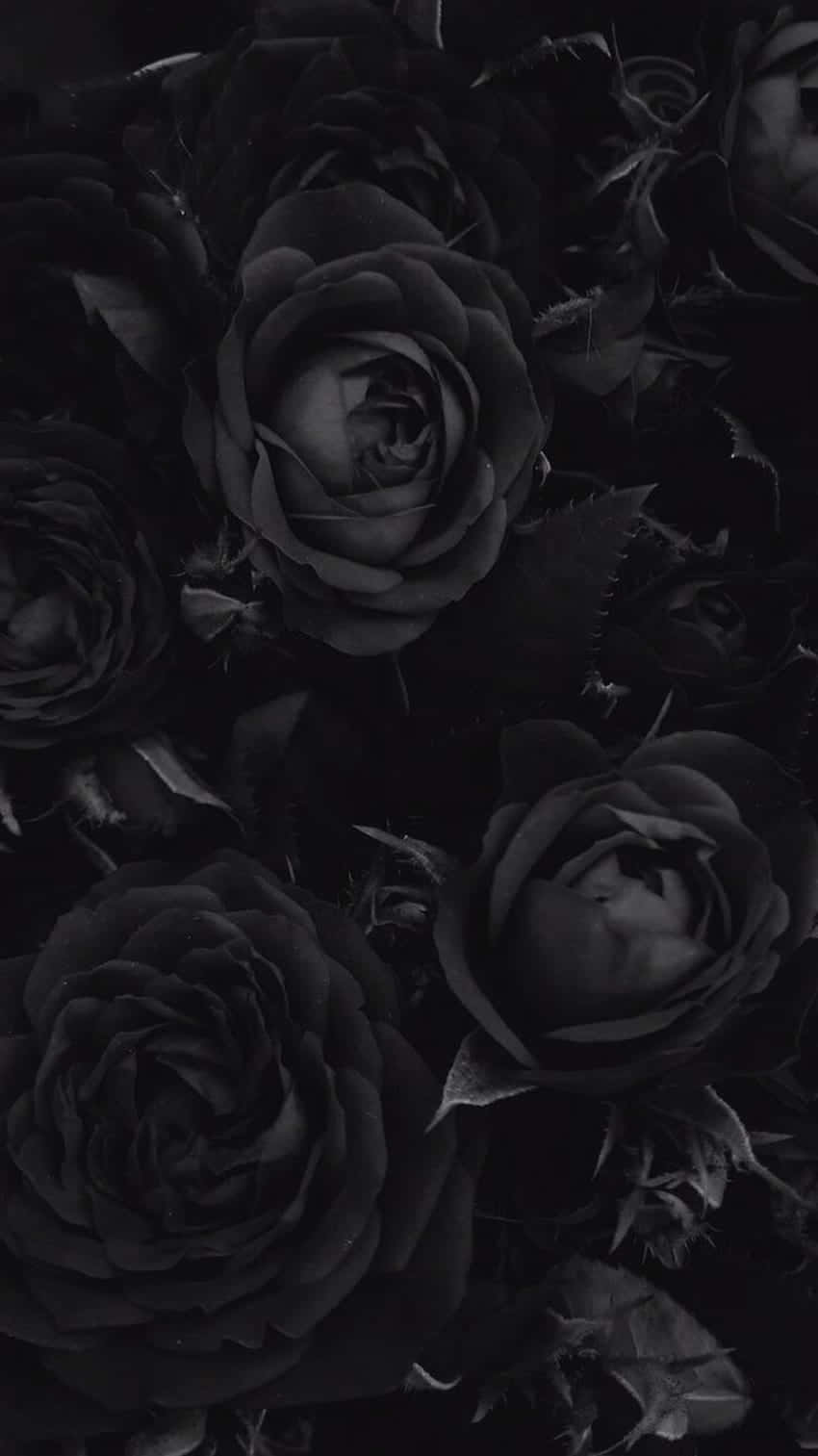 Släpploss Den Mörka Skönheten I Goth Aesthetic Black. Wallpaper