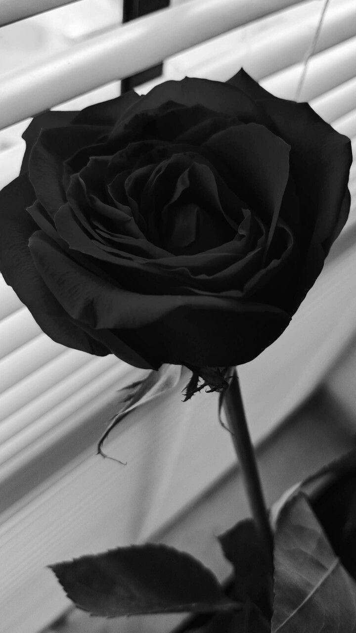 Gothic Flower Strain Black Rose iPhone Wallpaper
