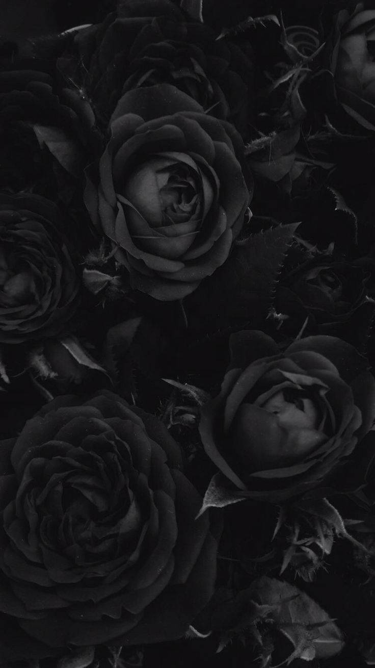 Gothic Blac Roses Phone Wallpaper