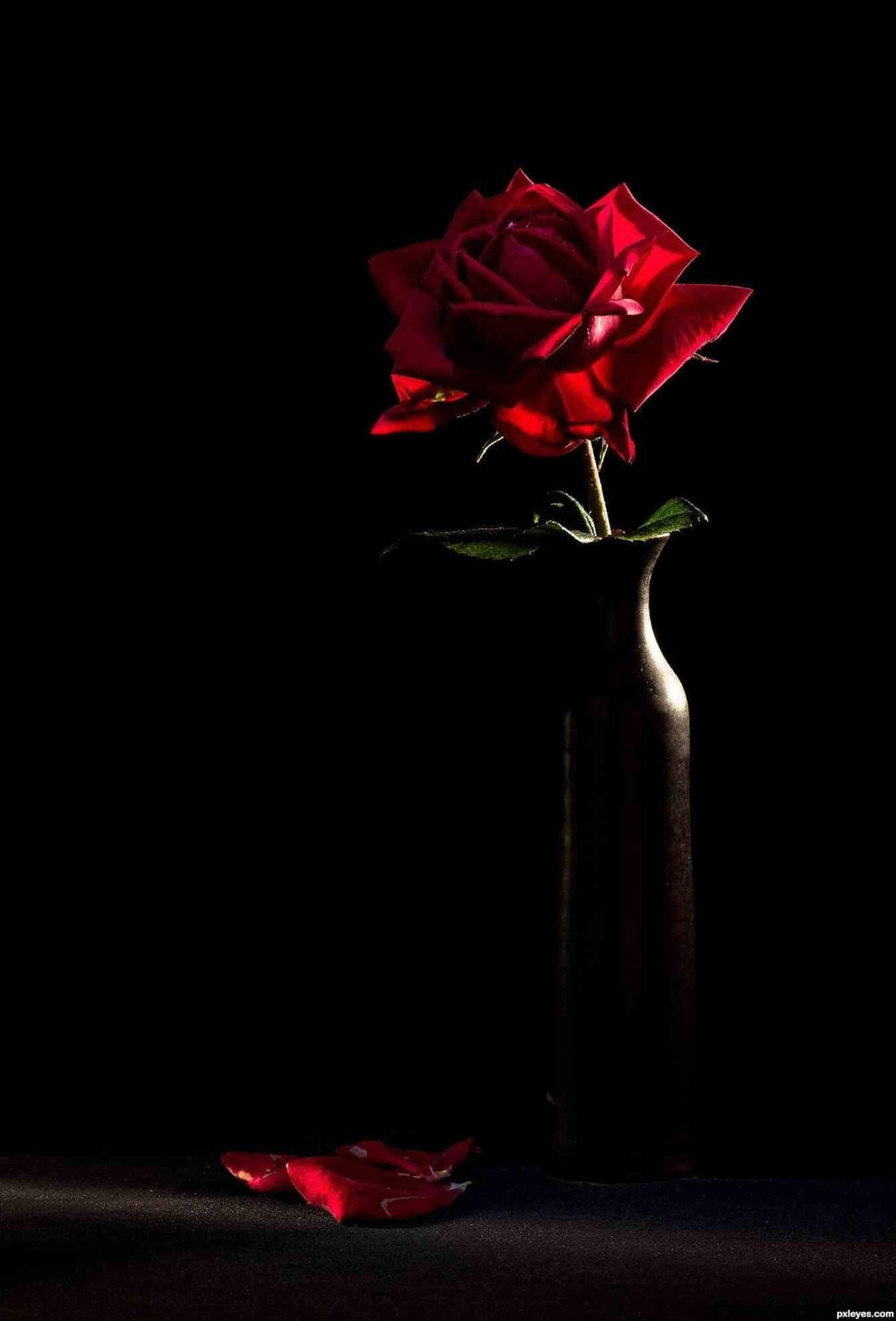 A Red Rose In A Vase On A Black Background Wallpaper