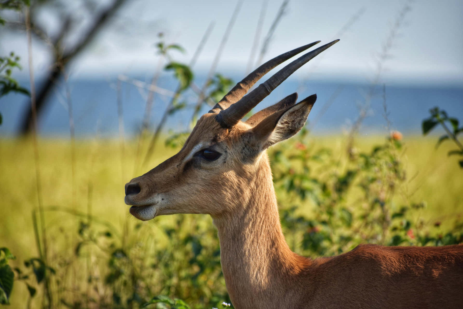 Grasiøs Antilope I Naturlig Habitat Bakgrunnsbildet