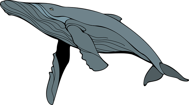 Graceful Blue Whale Illustration PNG