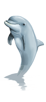 Graceful Dolphin Illustration PNG
