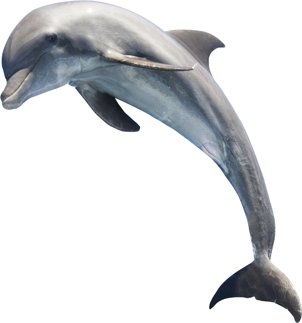 Graceful Dolphin Leaping PNG