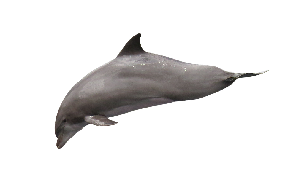 Graceful Dolphin Mid Swim PNG