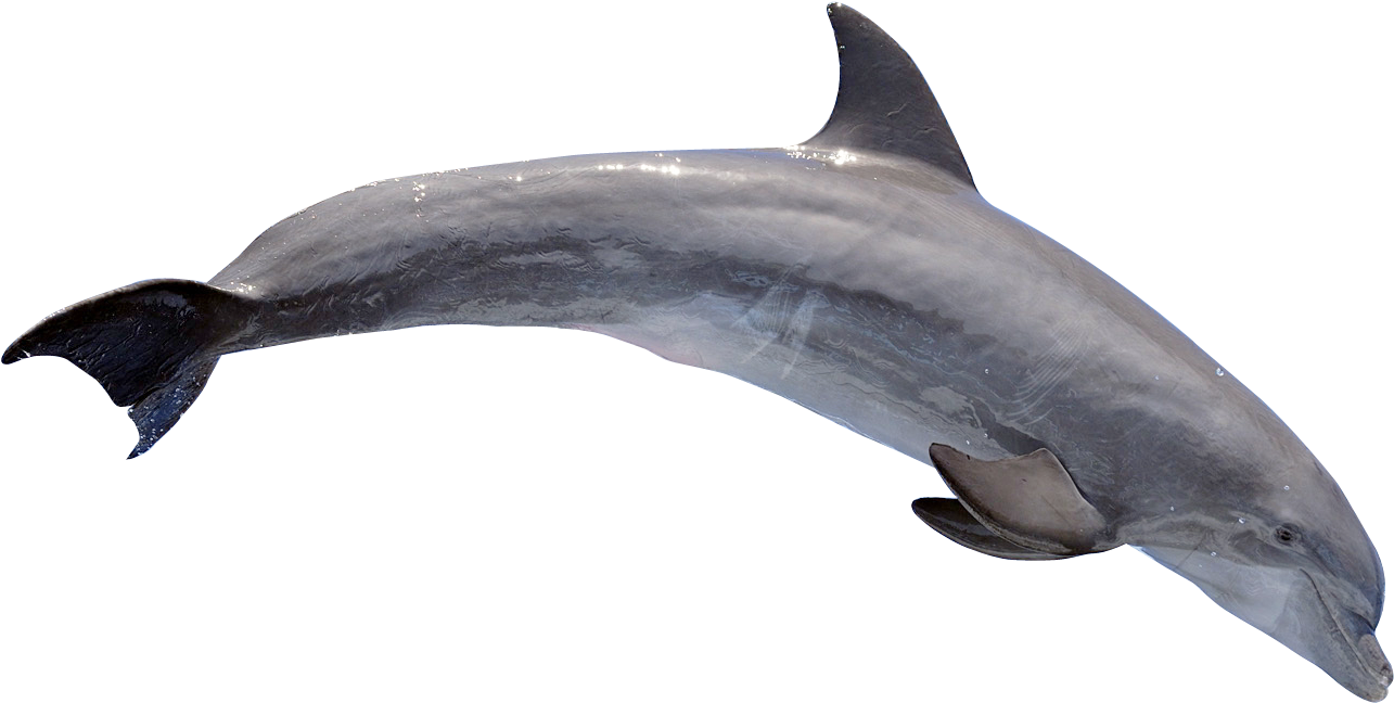 Graceful Dolphin Swimming.png PNG