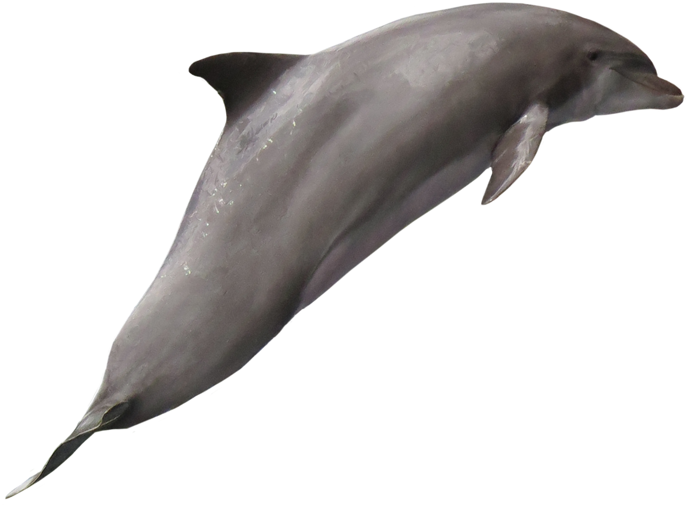 Graceful Dolphin Swimming.png PNG