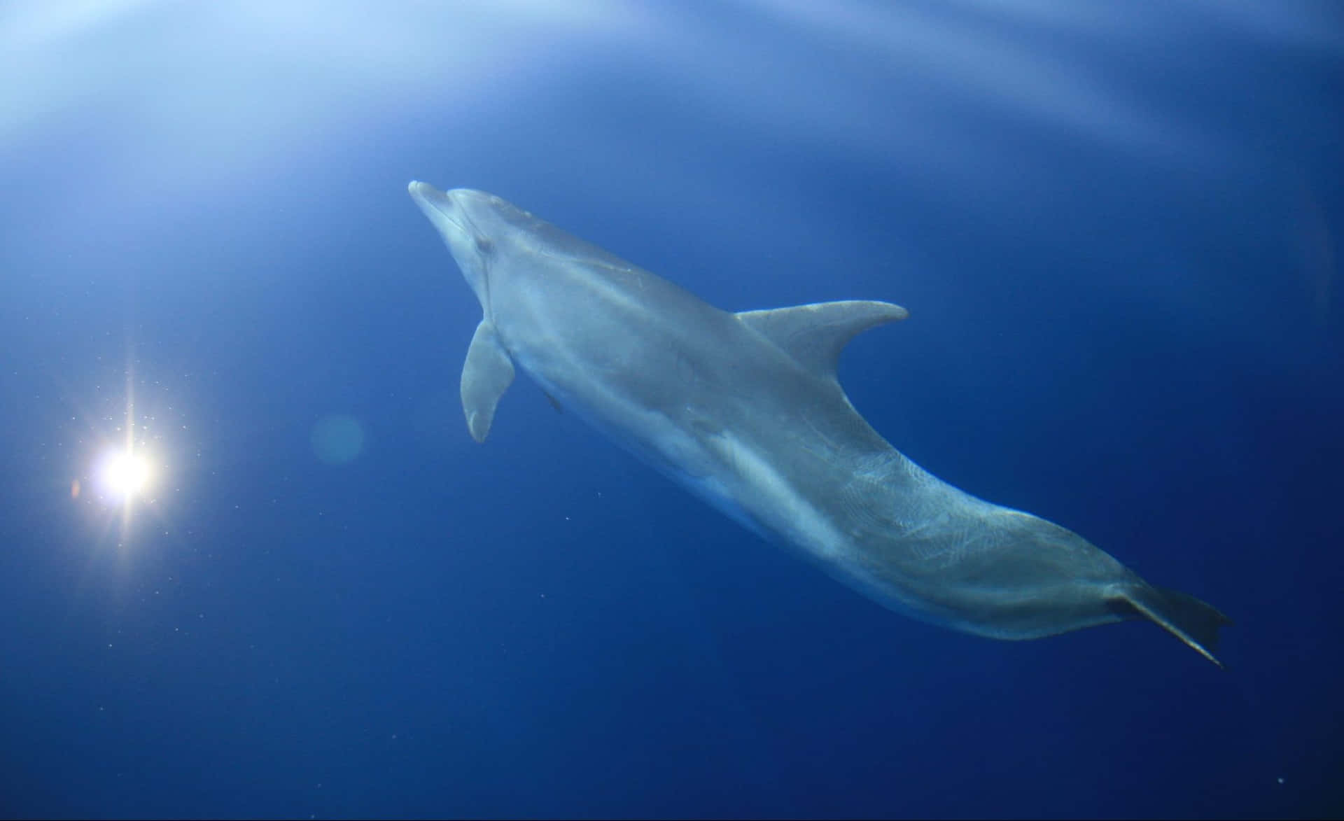 Dauphin Gracieux Sous Un Rayon De Soleil Sous-marin Fond d'écran