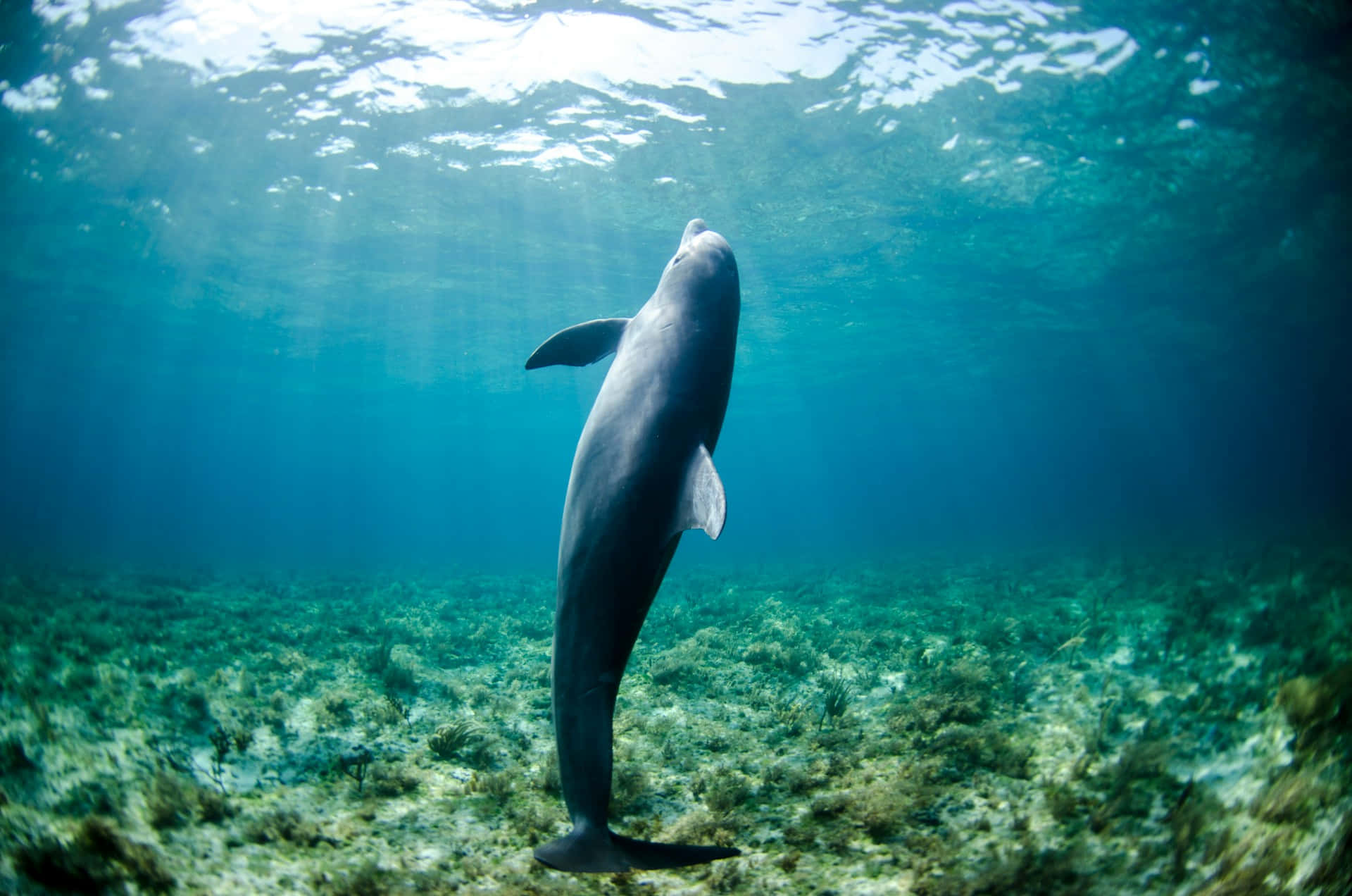 Graceful_ Dolphin_ Vertical_ Pose_ Underwater.jpg Wallpaper