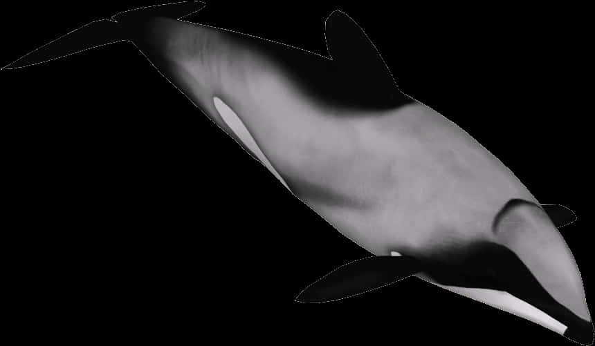 Graceful Dolphinin Dark Waters PNG