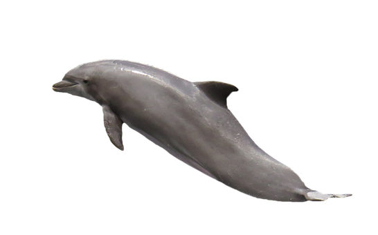 Graceful Dolphinin Dark Waters PNG