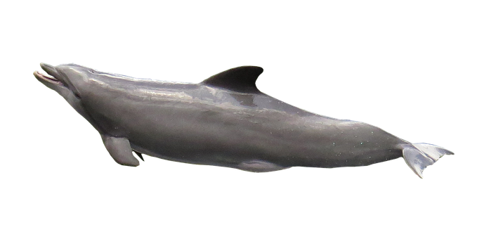 Graceful Dolphinin Dark Waters.jpg PNG