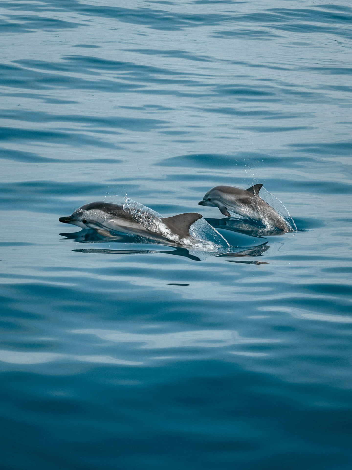 Graceful Dolphins Gliding Through Water.jpg Wallpaper