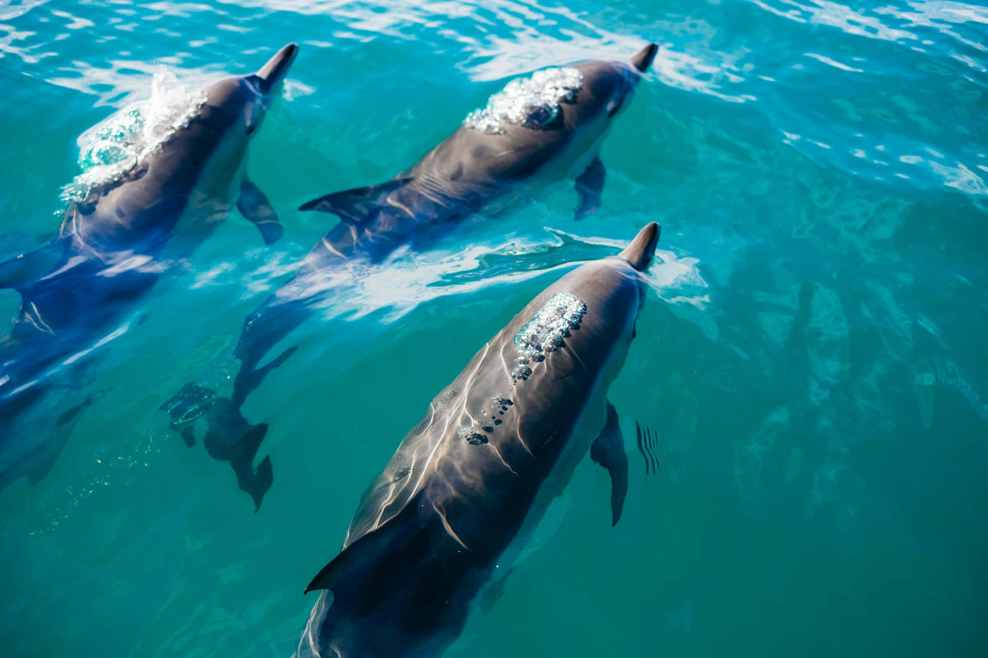 Graceful Dolphins Swimming Crystal Blue Waters.jpg Wallpaper