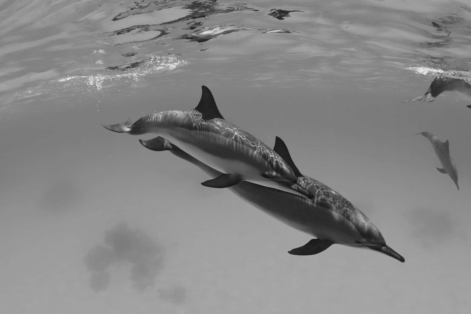 Graceful Dolphins Swimming Monochrome Wallpaper