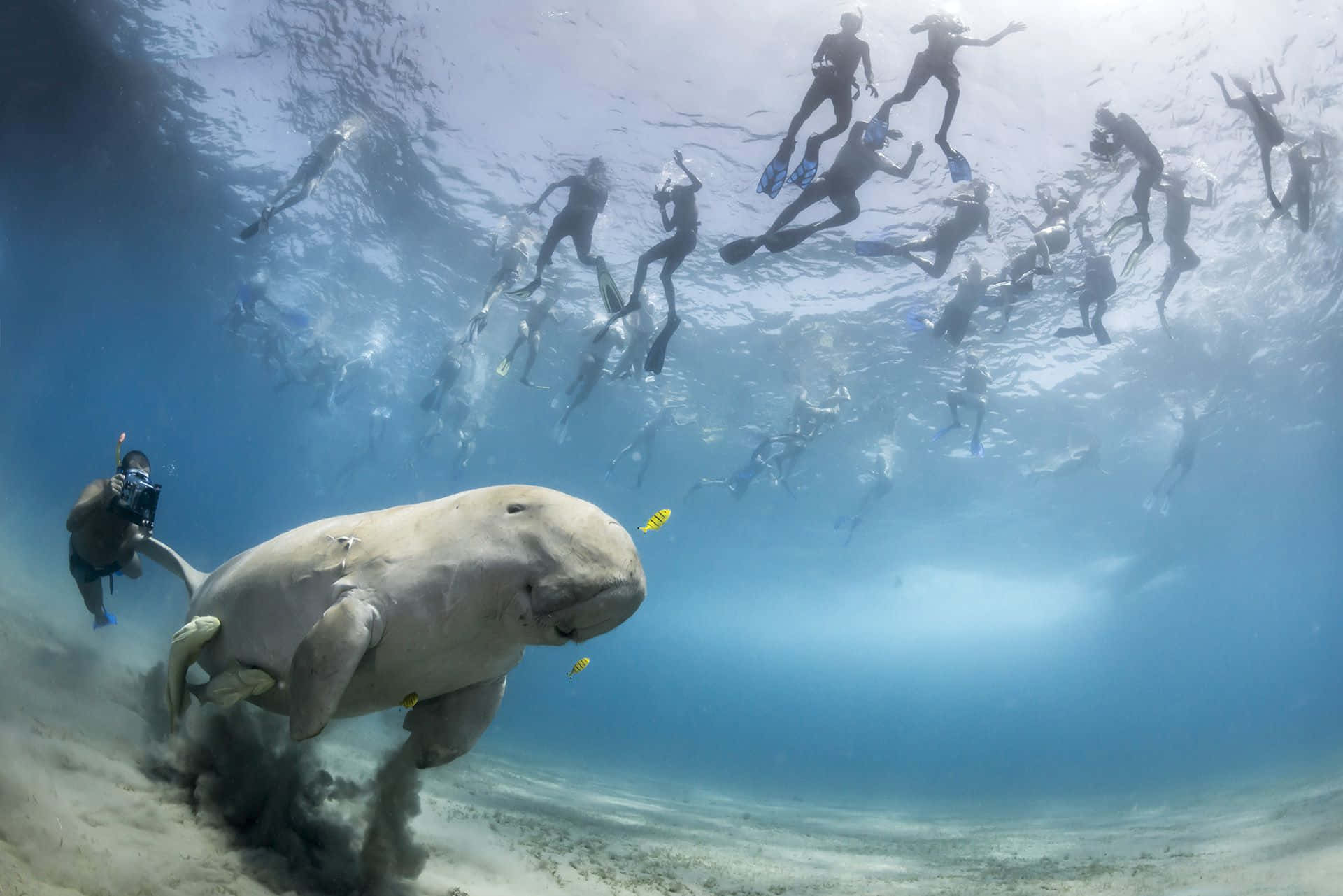 Graceful Dugong Swimming Under Crystal Clear Waters Wallpaper