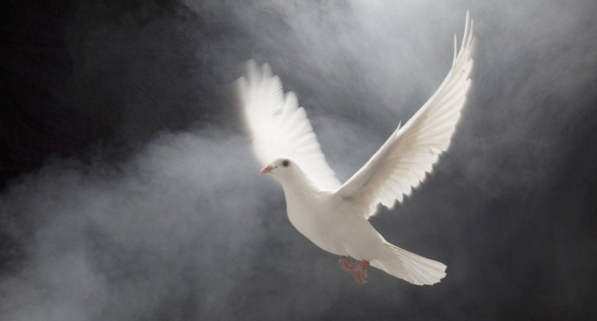 Graceful Flying White Dove In Smoke Wallpaper