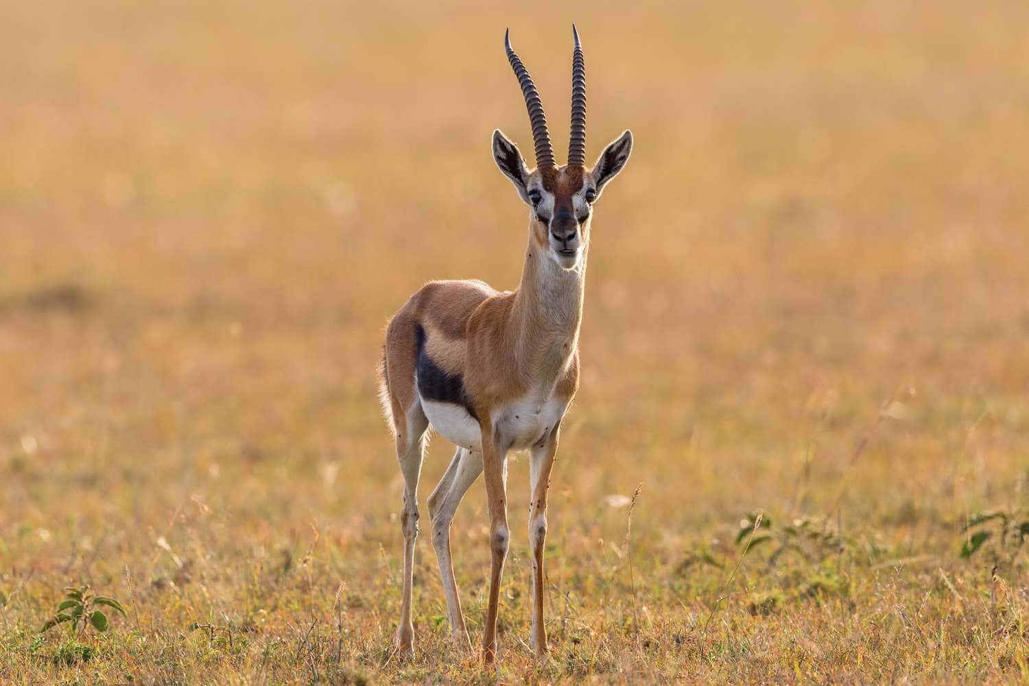 Gracieuse Gazelle In De Savanne Achtergrond