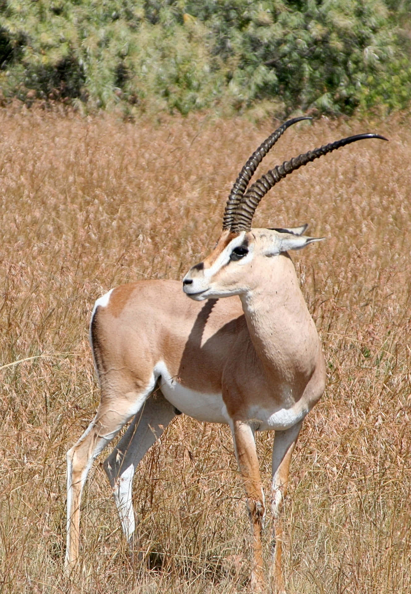 Graceful Gazellein Savannah.jpg Wallpaper