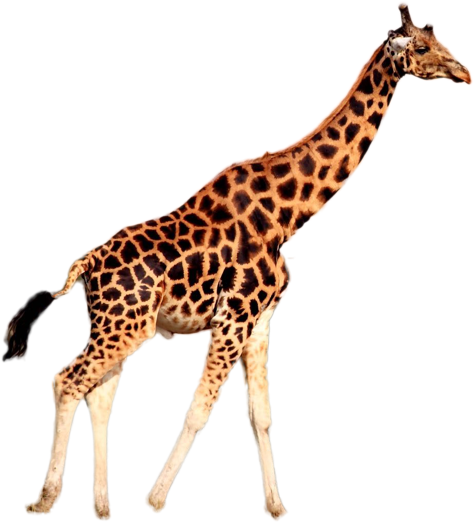 Graceful Giraffe Walking PNG