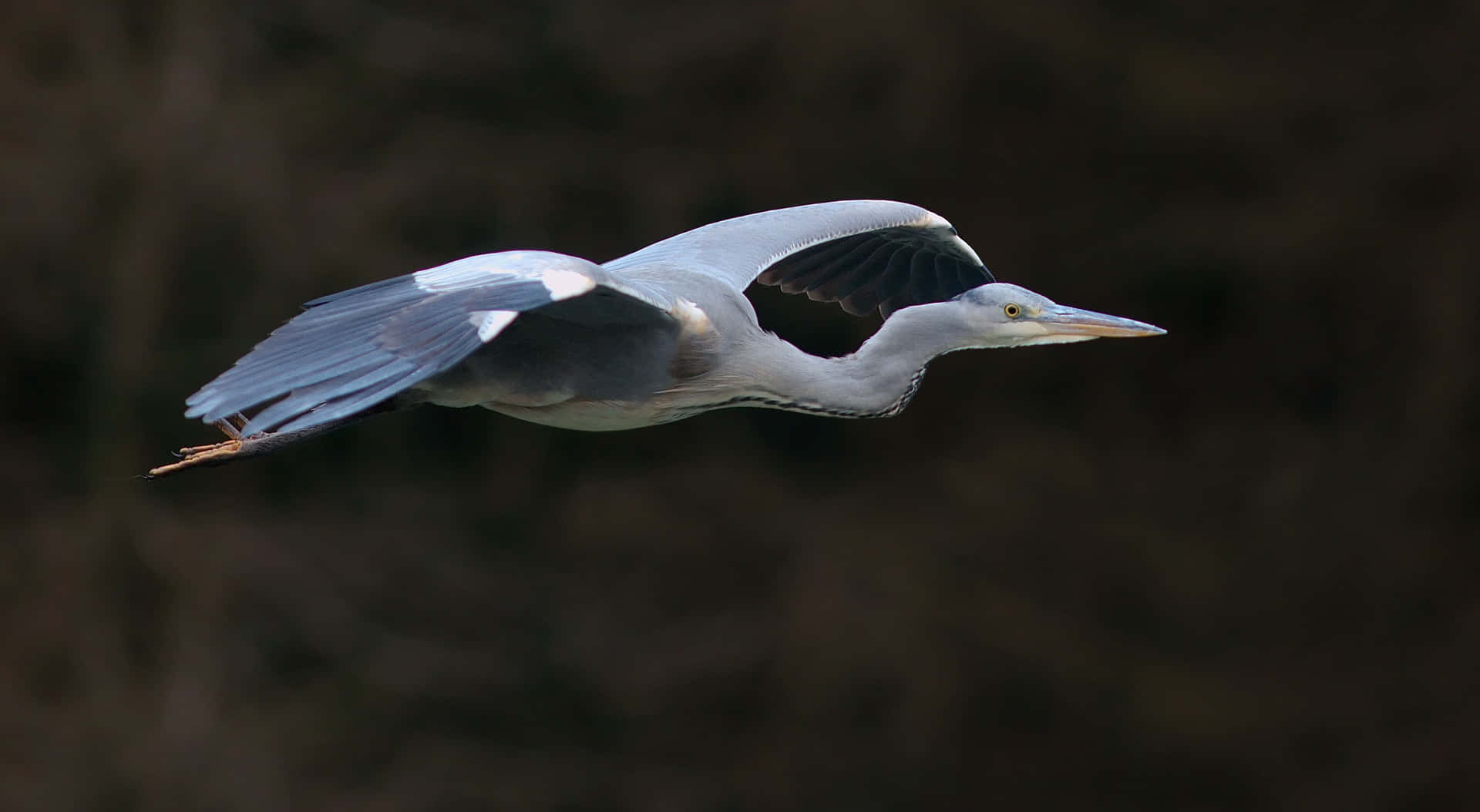Graceful Heron In Flight.jpg Wallpaper