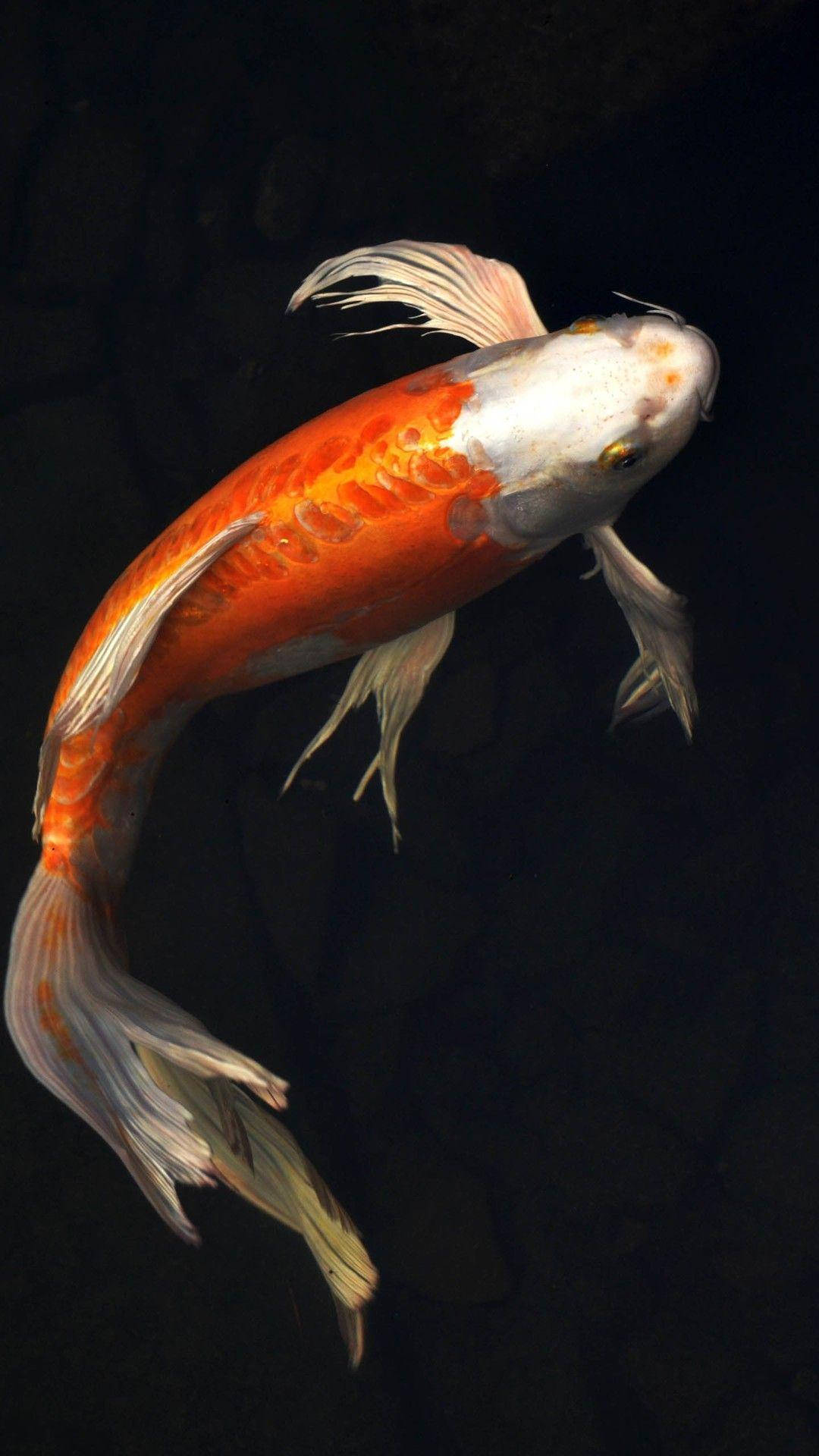 Glade Koi-fisk svømmer blandt en fletning af søgræs. Wallpaper