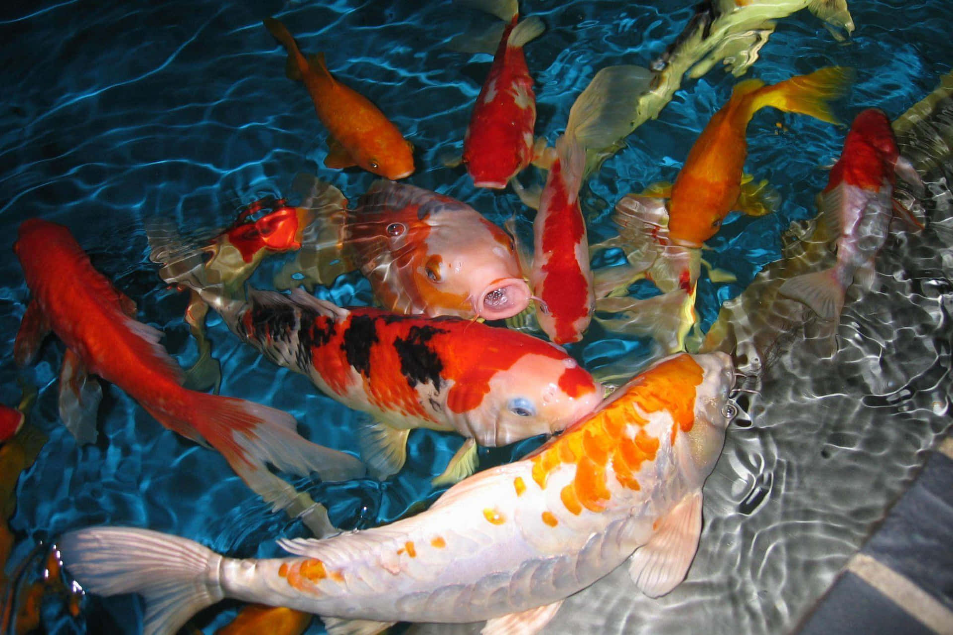 Graceful Koi Fish Swimming In Tranquil Pond