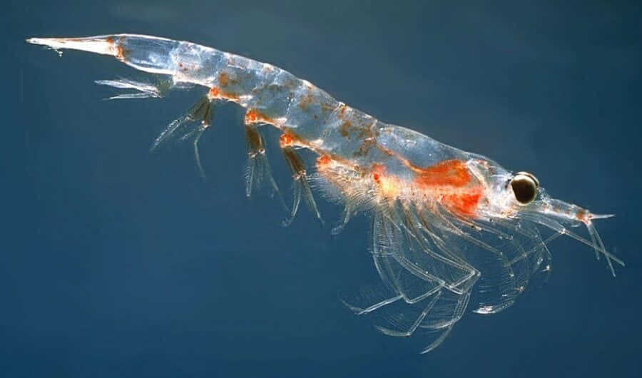 Grasiøs Krill Danser I Det Dype Blå Havet Bakgrunnsbildet