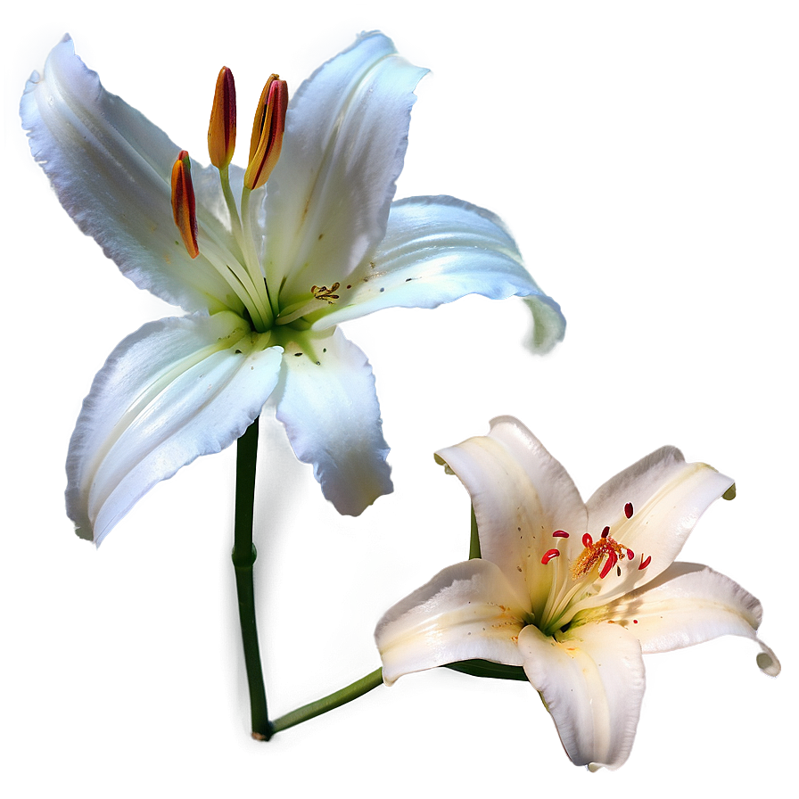 Graceful Lily Png Sif78 PNG