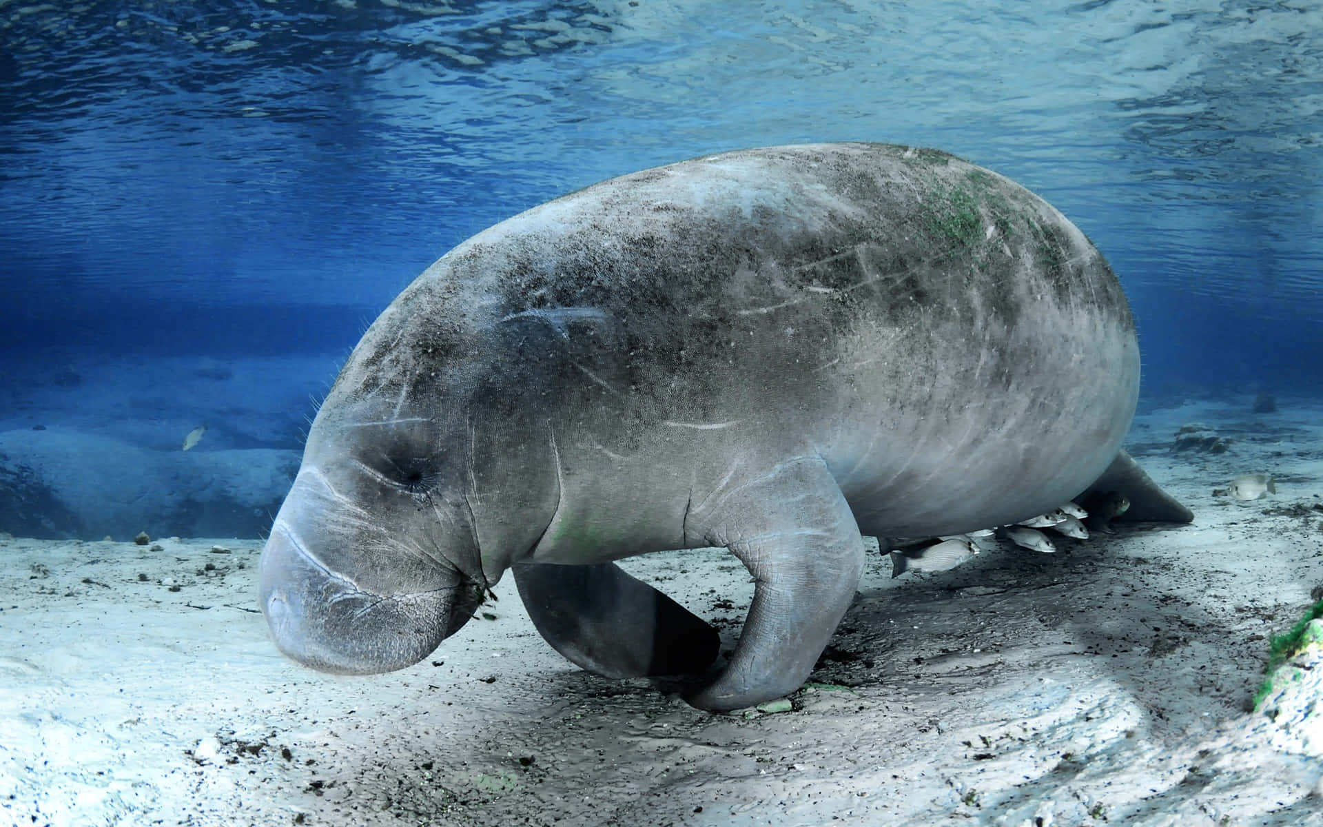 Graceful Manatee Glides Underwater Wallpaper