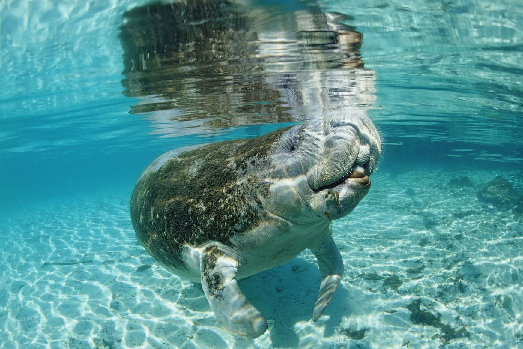 Graceful Manatee Swimming Wallpaper