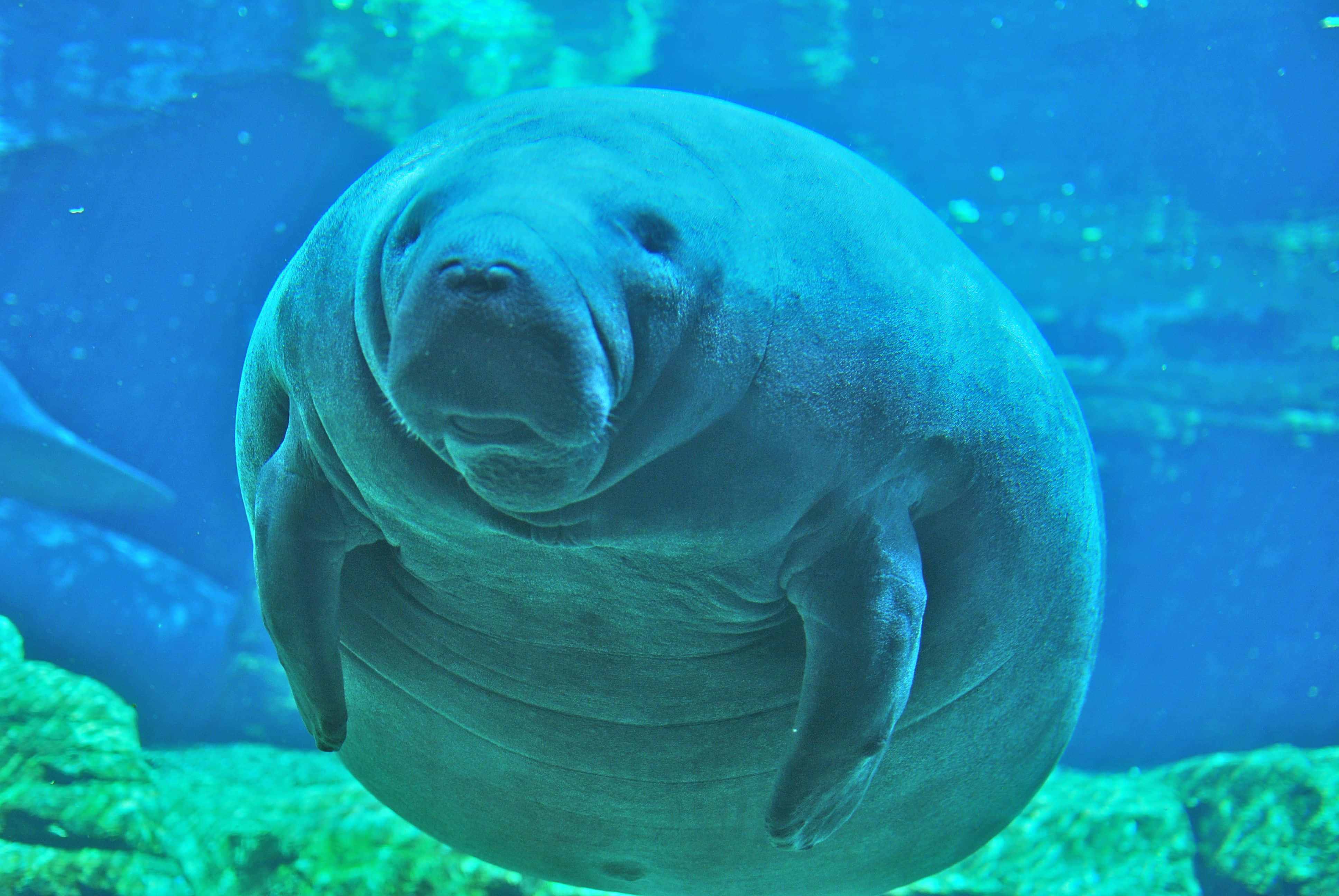 Graceful Manatee Swimming In Crystal Clear Waters Wallpaper