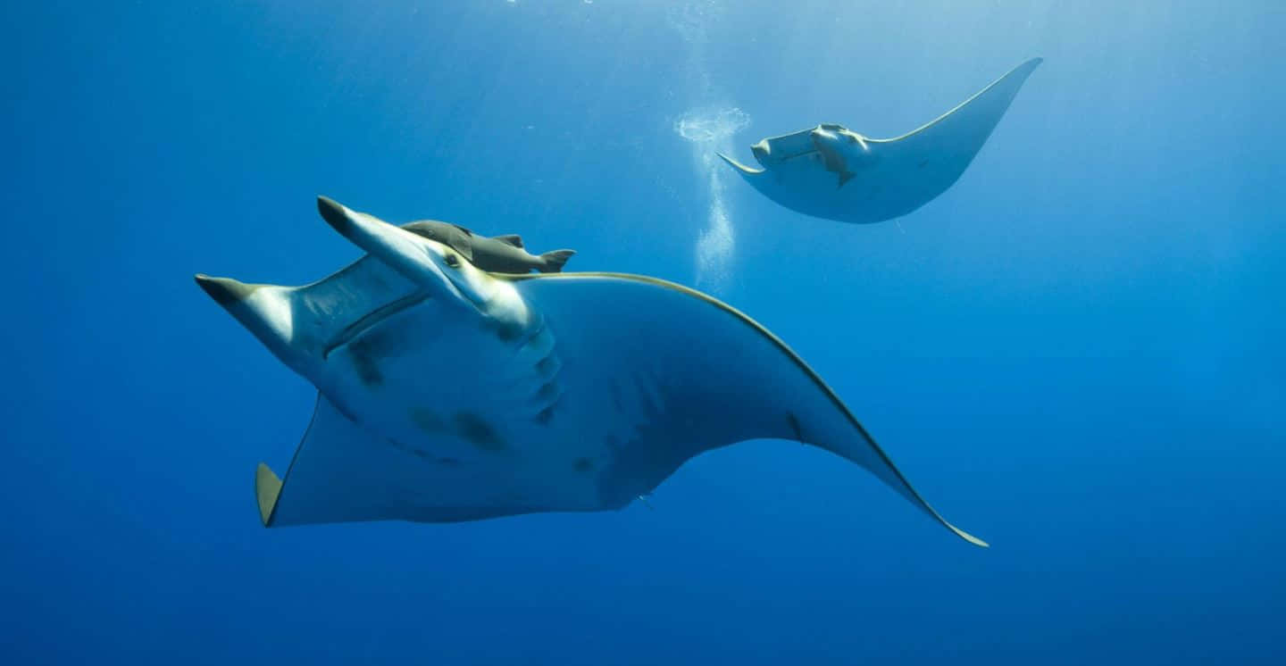 Graceful Manta Ray Gliding Through The Deep Blue Sea Wallpaper