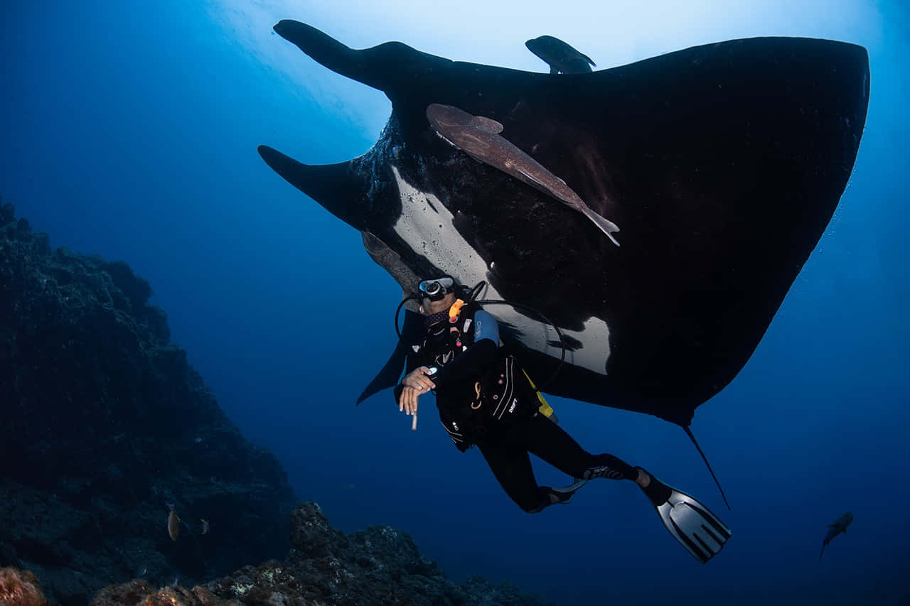 Graceful Manta Ray Underwater Exploration Wallpaper