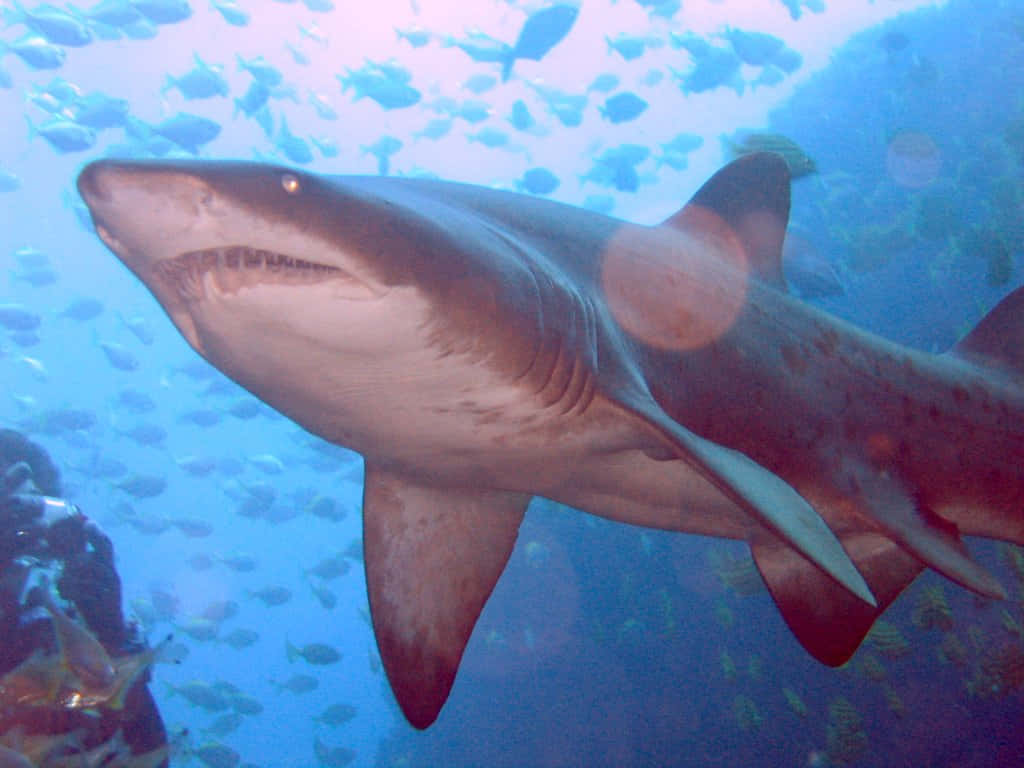 Graceful Nurse Shark Swimming In The Ocean Depths Wallpaper