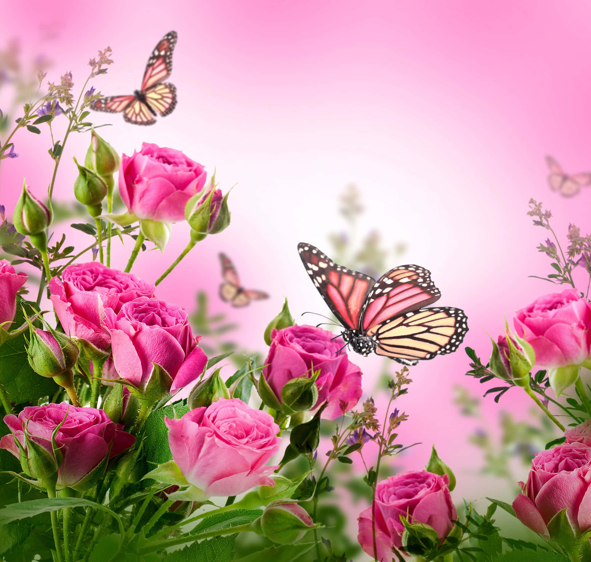 Graceful Pink Butterfly On Soft Bloomed Background