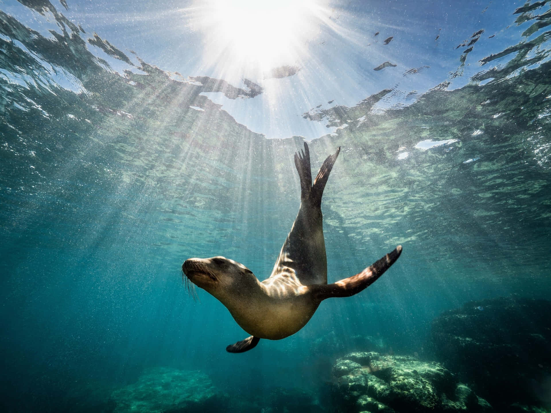 Graceful Sea Lion Underwater Sunburst Wallpaper