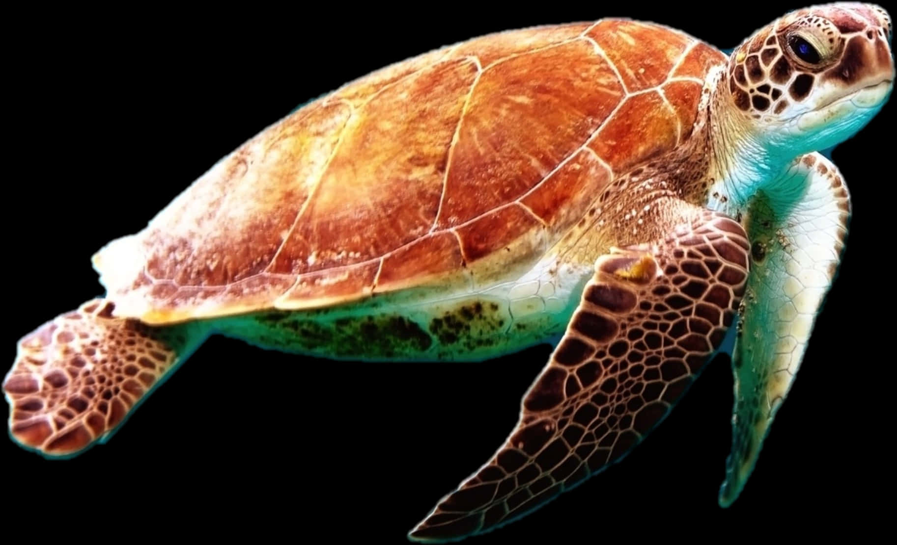 Graceful_ Sea_ Turtle_ Swimming PNG