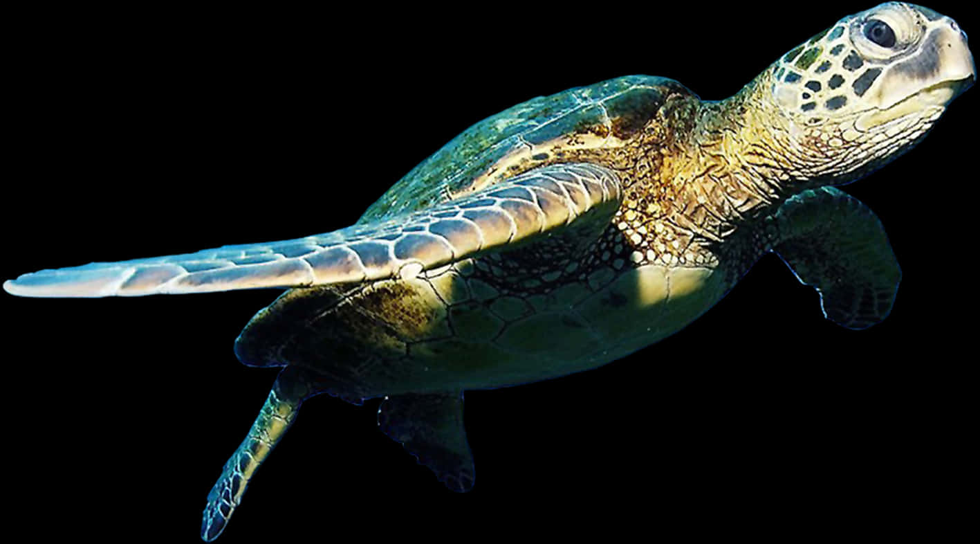 Graceful Sea Turtle Swimming PNG