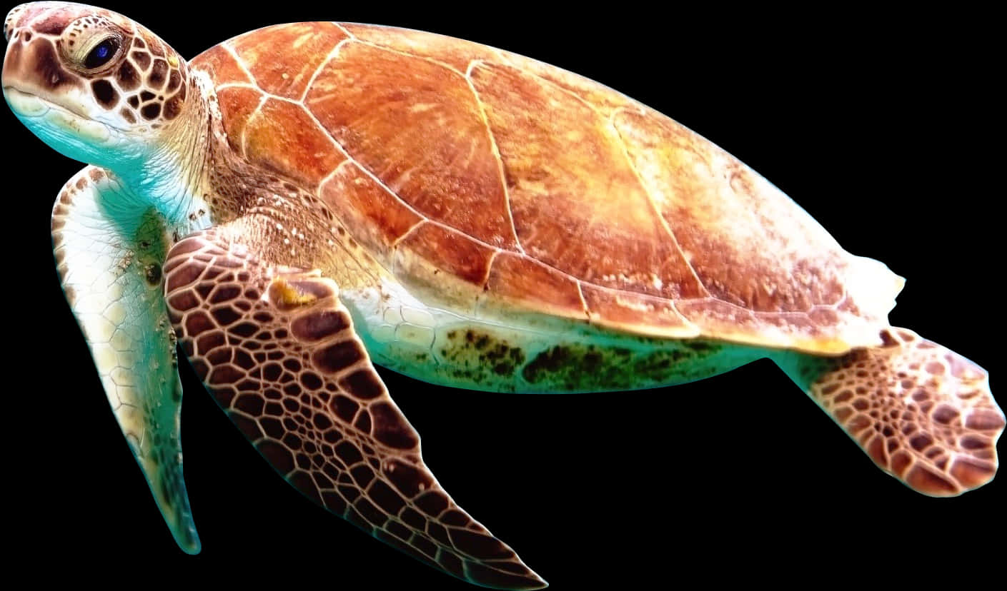 Graceful Sea Turtle Swimming PNG