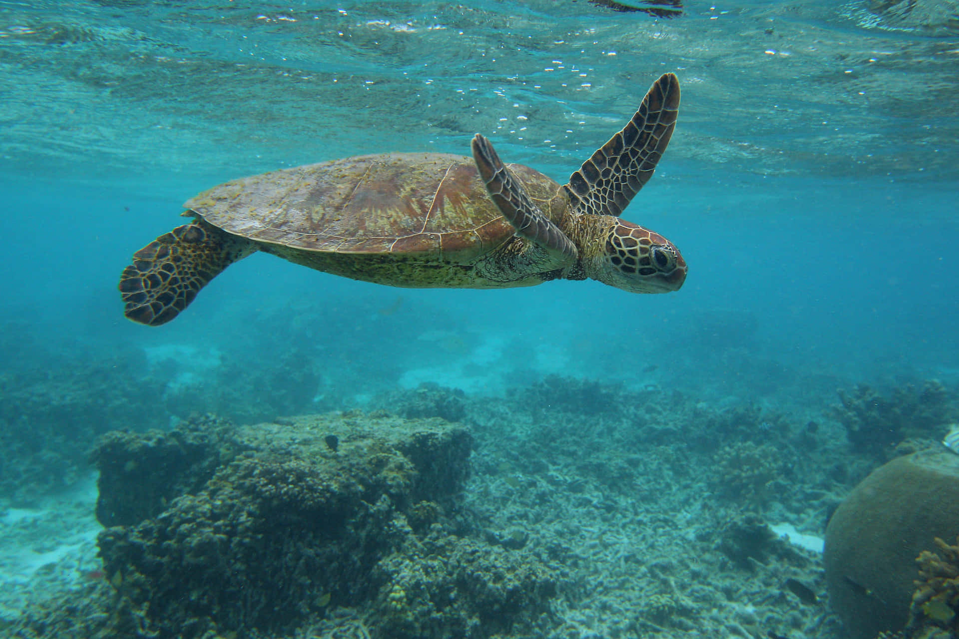 Graceful Sea Turtle Swimming Wallpaper