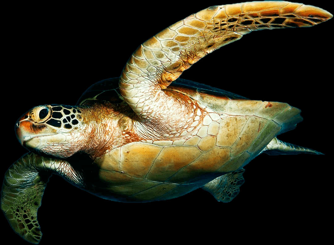 Graceful Sea Turtle Swimming PNG