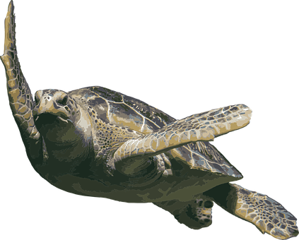 Graceful_ Sea_ Turtle_ Swimming PNG