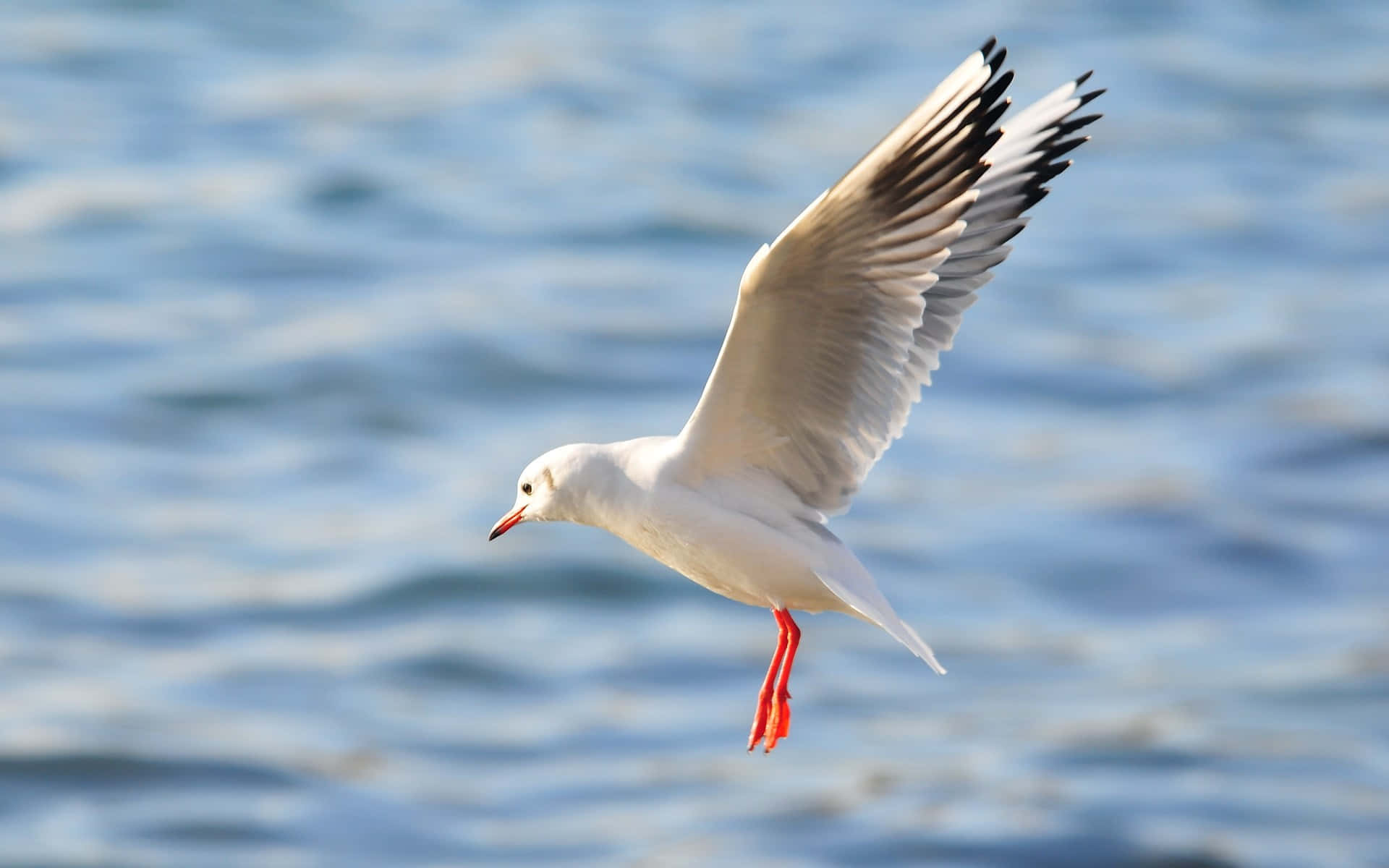 Graceful Seagull In Flight Wallpaper