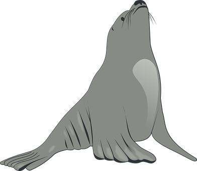 Graceful Seal Illustration PNG