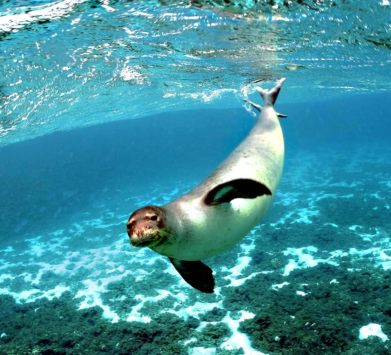 Graceful Seal Underwater Swim.jpg Wallpaper
